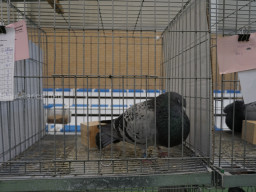 XIV Concurso Exposición de Palomas de Raza en Mula 2024